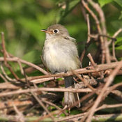 Least Flycatcher